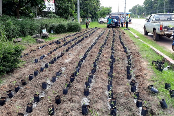ร่วมกันปลูกดอกดาวเรือง รำลึกพระมหากรุณาธิคุณ ในหลวง ร.๙