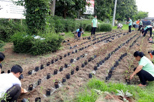 ร่วมกันปลูกดอกดาวเรือง รำลึกพระมหากรุณาธิคุณ ในหลวง ร.๙