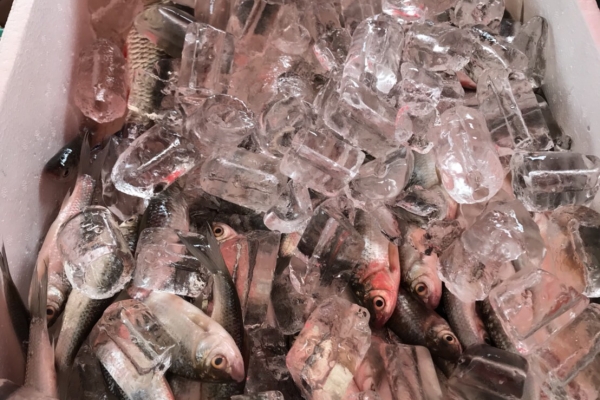 ตลาดนัดสีเขียว (Green Market)